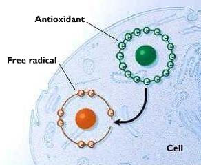 Nutrition Testing Antioxidant