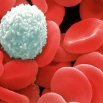 whitebloodcell Nutrition Testing