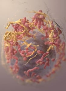 Melanoma Cell. Courtesy NIH.