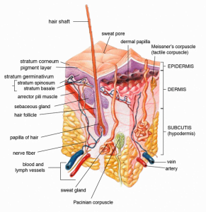 Diagram of Skin Structure. Wikipedia.