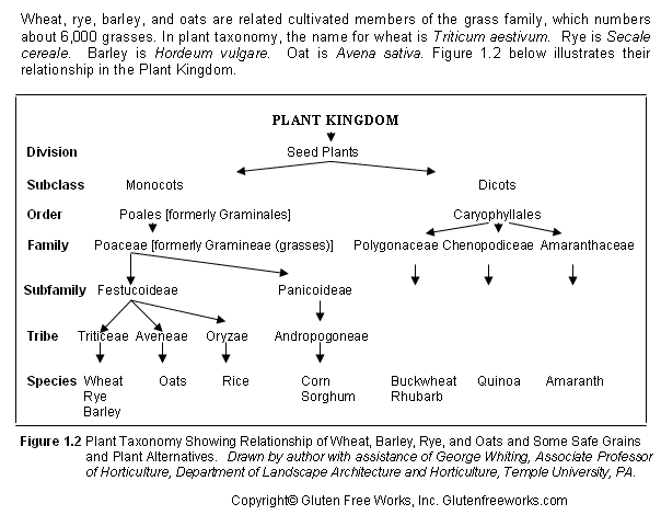 gluten grain taxonomy
