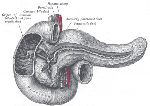 Image From Gray's Anatomy. Courtesy Wikipedia.org
