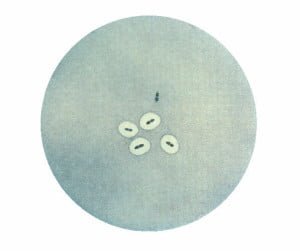 Pneumococcus bacteria