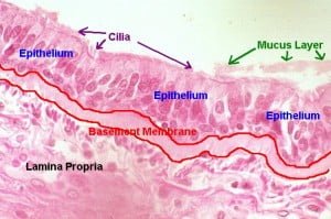 Cross Section of Large Airway Showing Cilia and Epithelium. Courtesy Pathgut.com