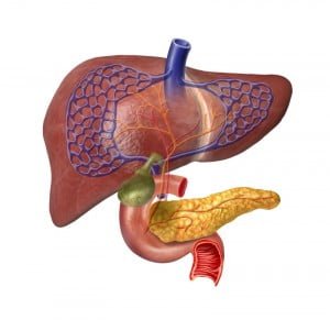 The Liver Is The Dark Red Organ On Top. The Pancrease Is the Yellow Organ Underneath.
